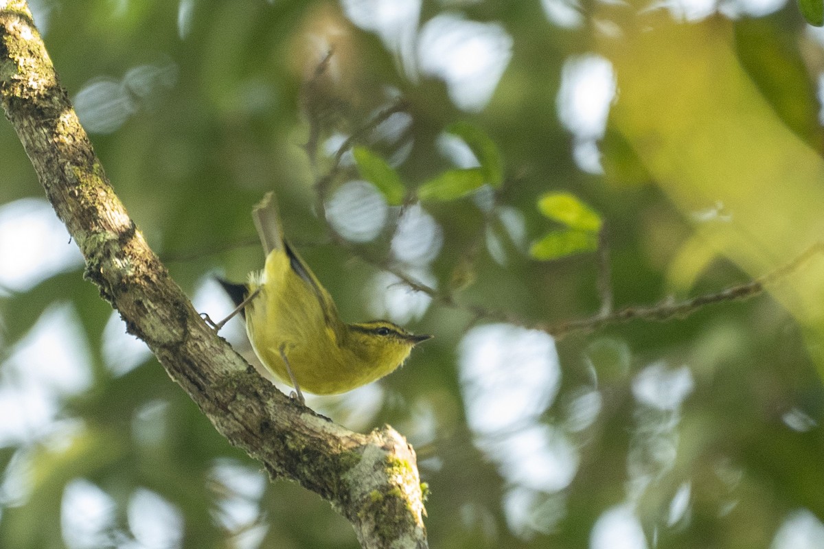 Mountain Leaf Warbler - ML646537613