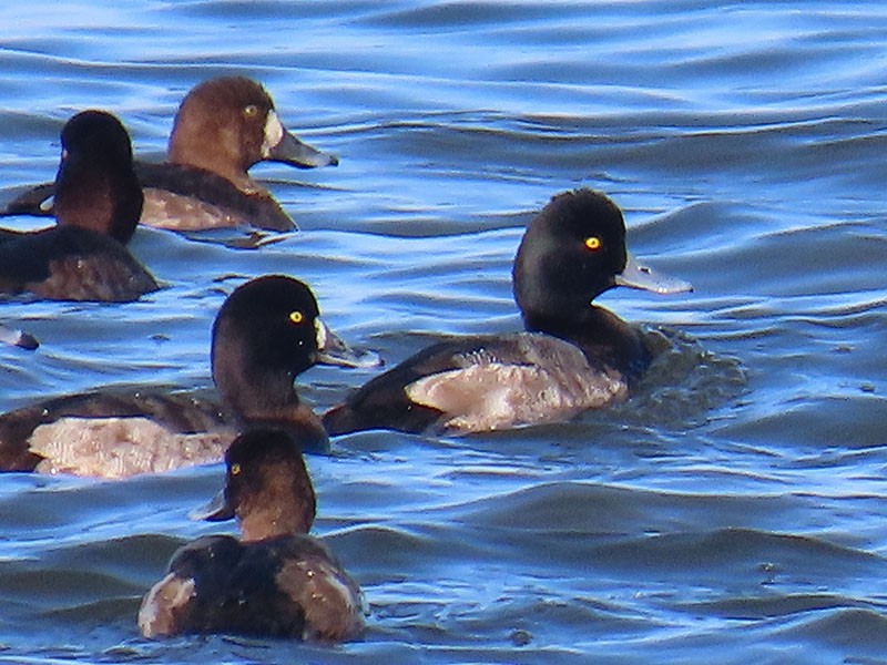 צולל בינוני - ML646537614