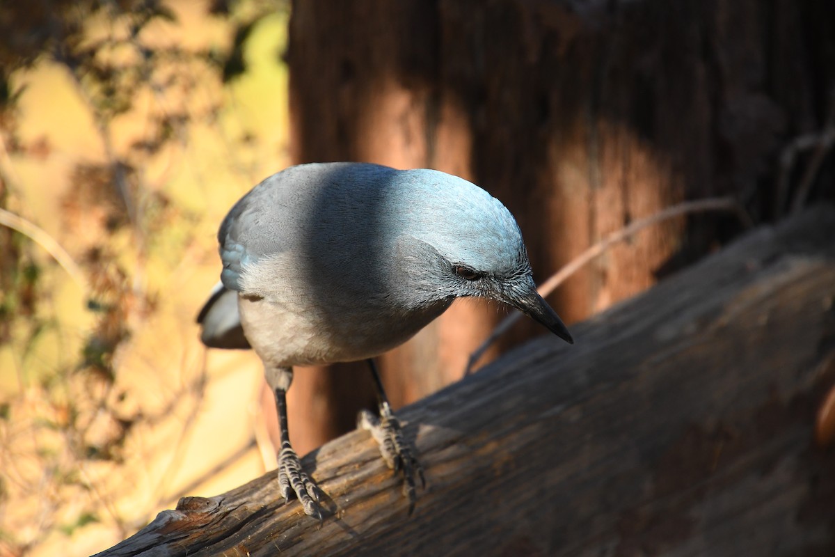 メキシコカケス - ML646537615