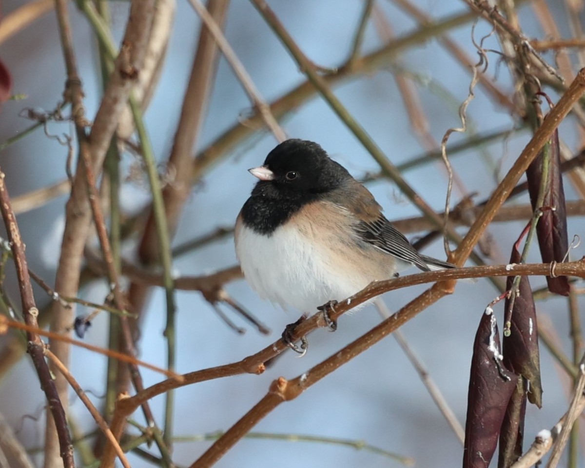 Dark-eyed Junco (Oregon) - ML646537620