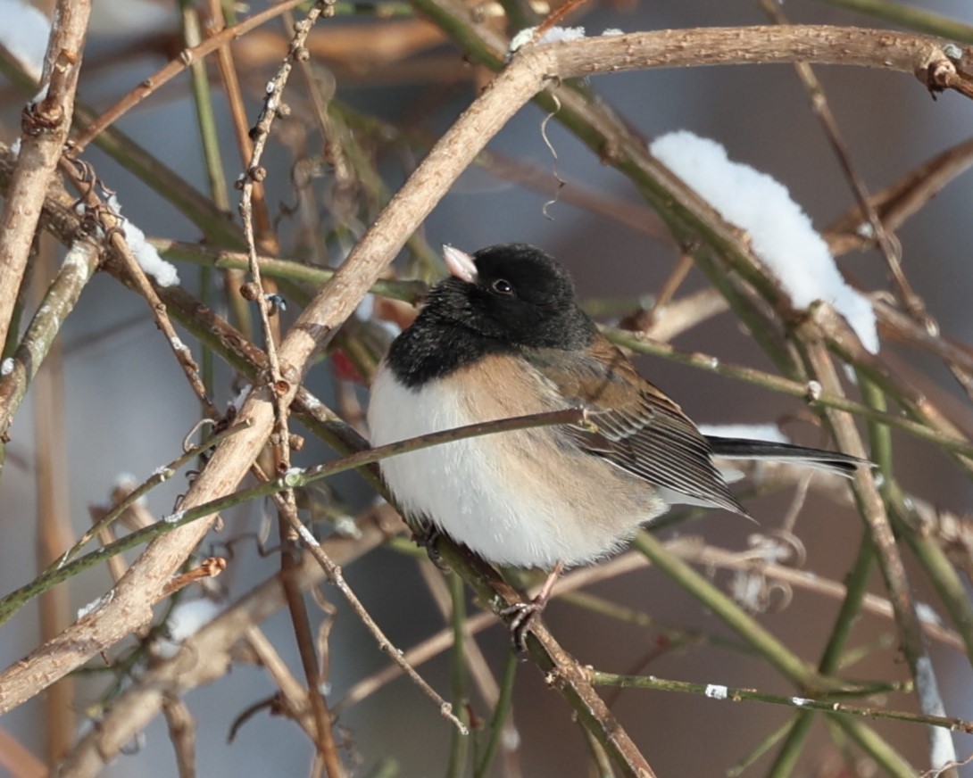 Dark-eyed Junco (Oregon) - ML646537621
