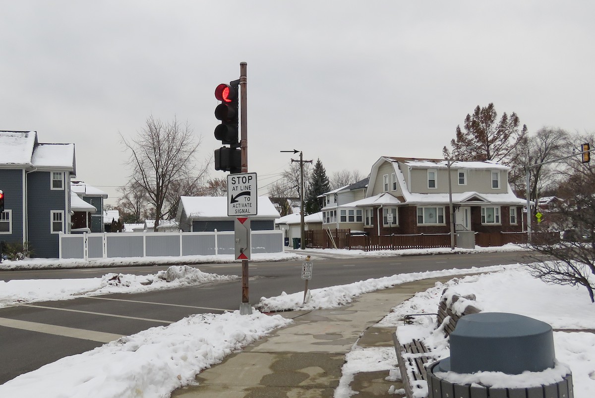 European Starling - ML646537623