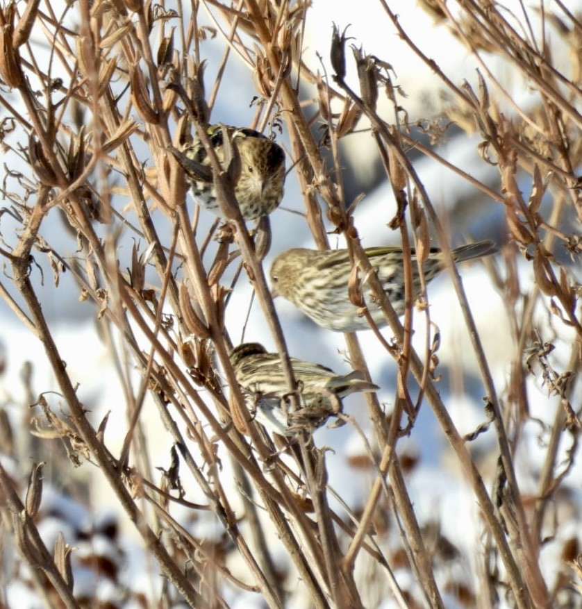 Pine Siskin - ML646537624