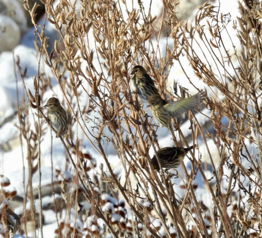 Pine Siskin - ML646537625
