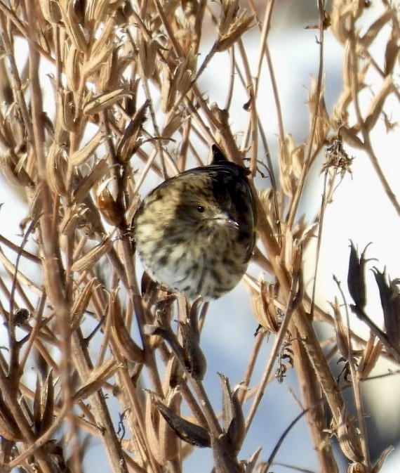 Pine Siskin - ML646537626