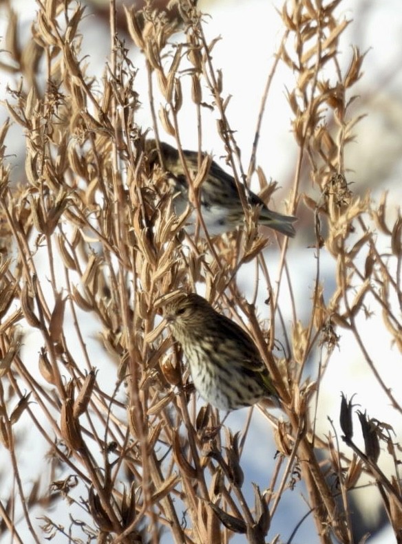 Pine Siskin - ML646537627