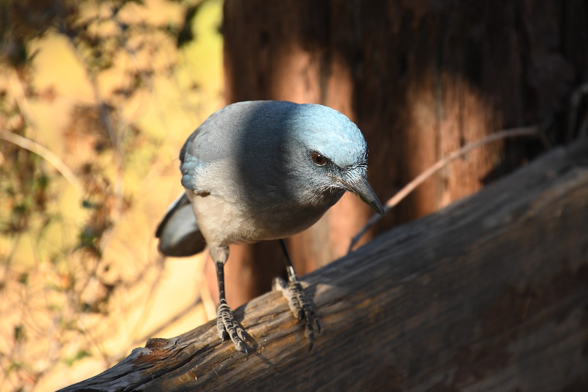 メキシコカケス - ML646537628