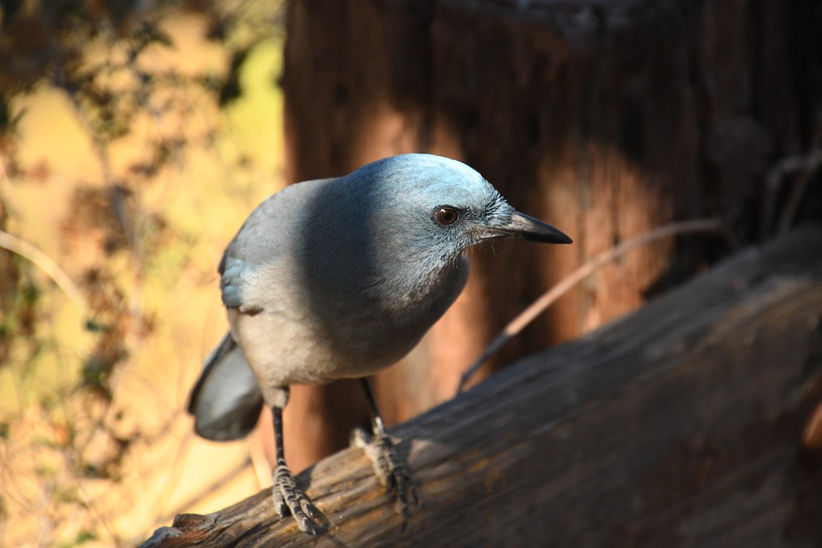 メキシコカケス - ML646537629