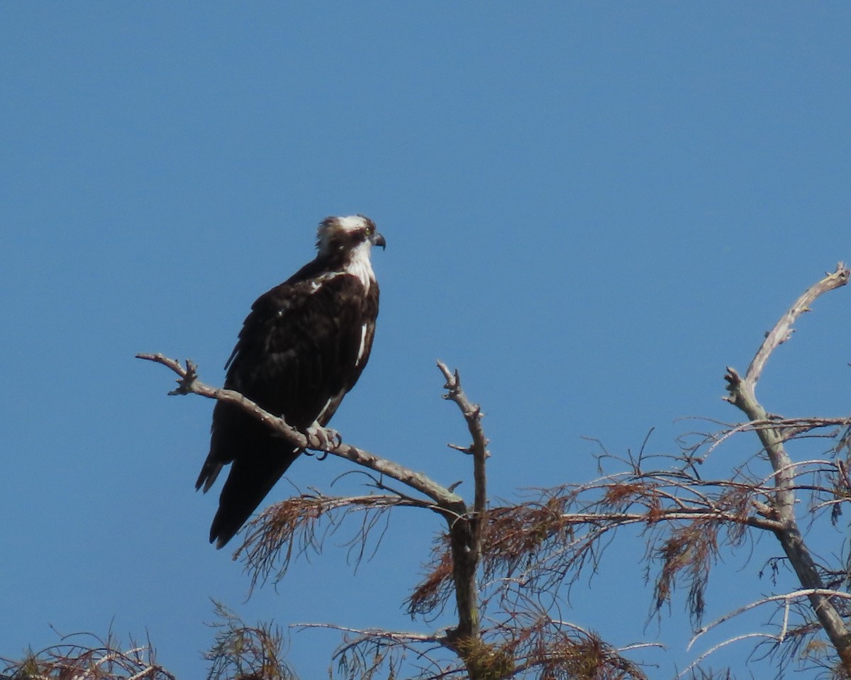 שלך - ML646537632