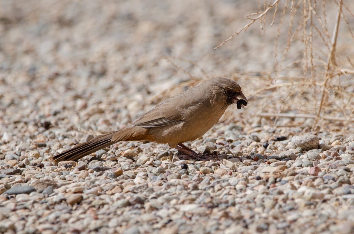 Abert's Towhee - ML646537633