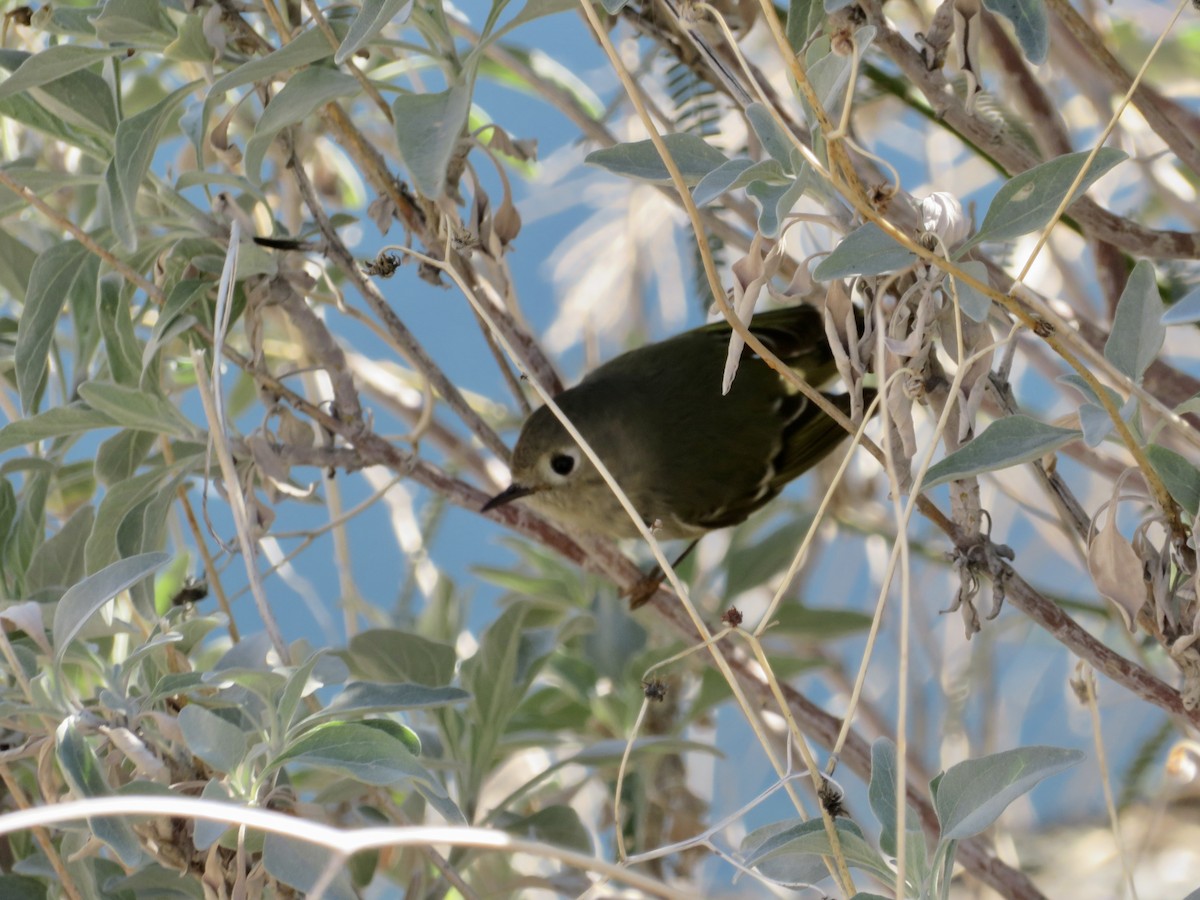 rubinfuglekonge - ML646537634