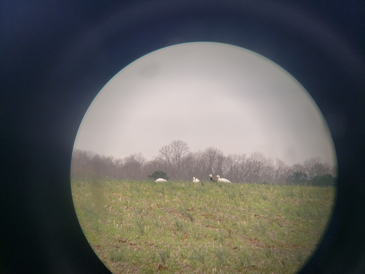 Snow Goose - ML646537635