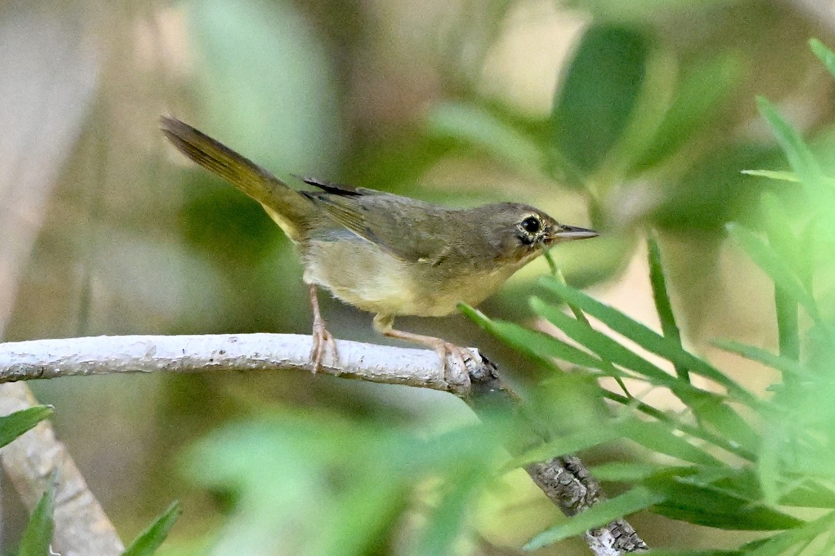 Common Yellowthroat - ML646537636