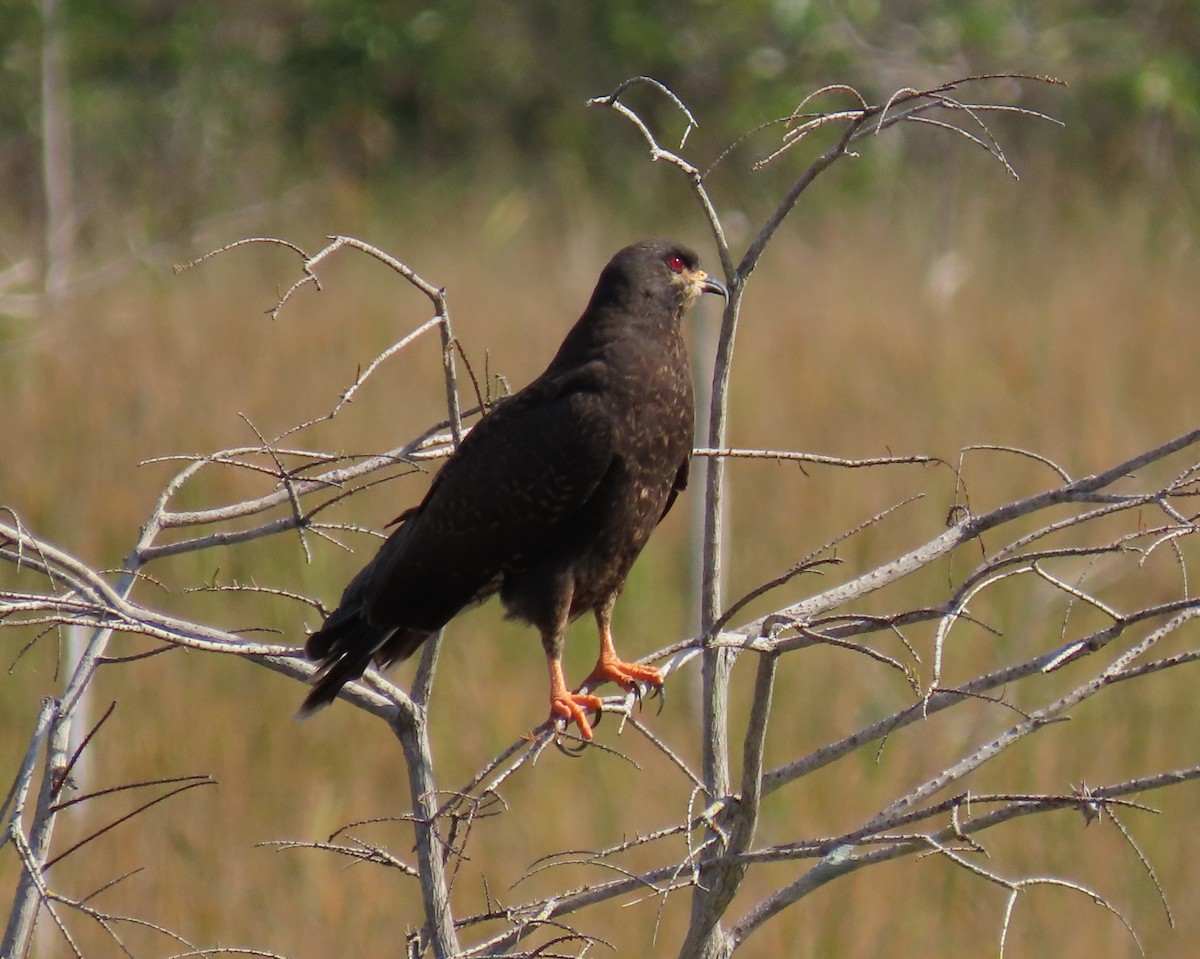 Snail Kite - ML646537643