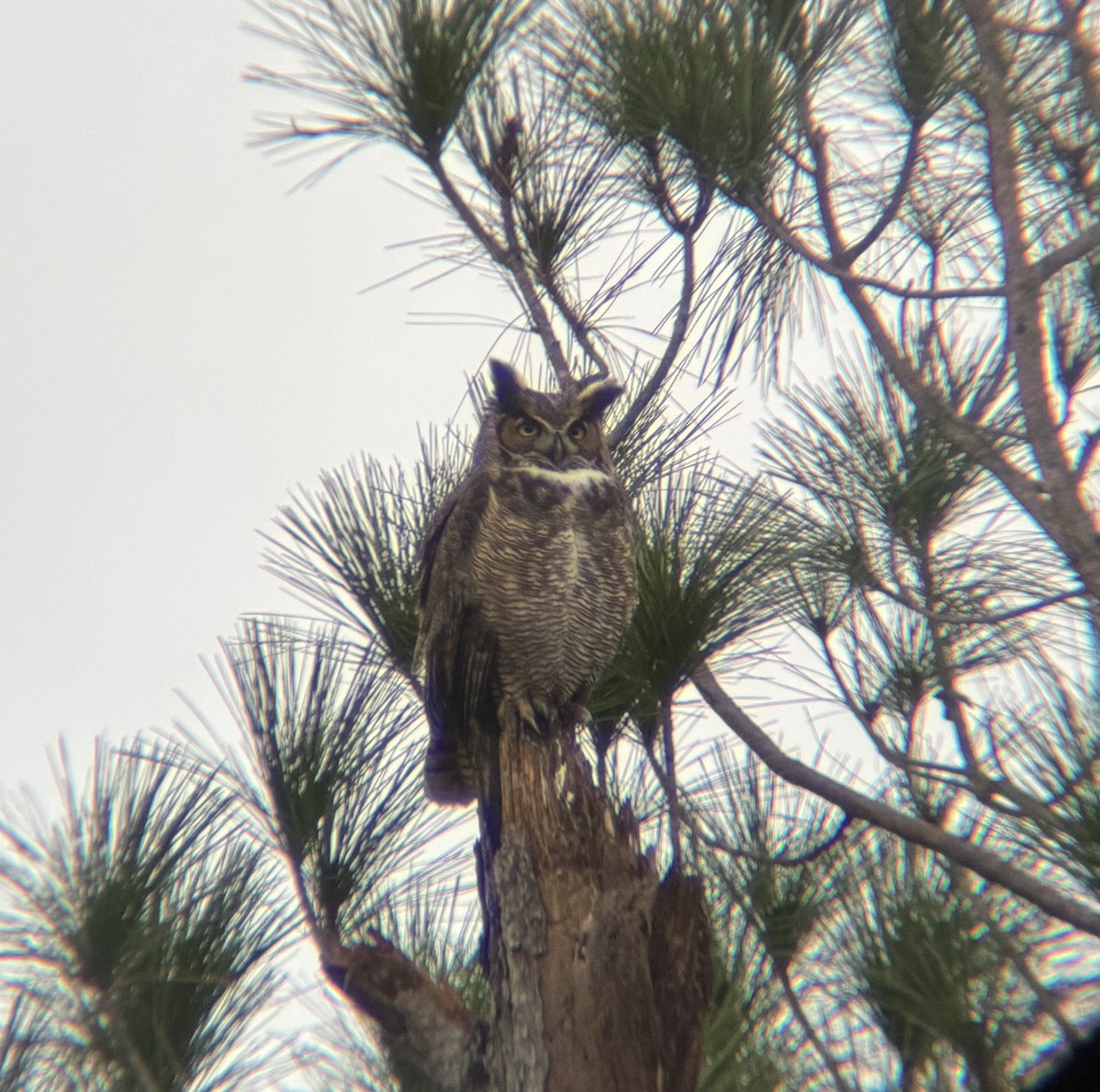 Great Horned Owl - ML646537648