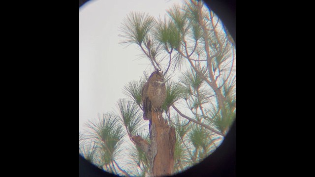 Amerika Puhusu - ML646537649