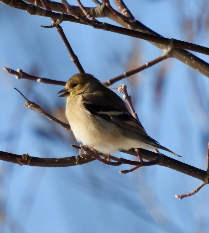 Altın İskete - ML646537650