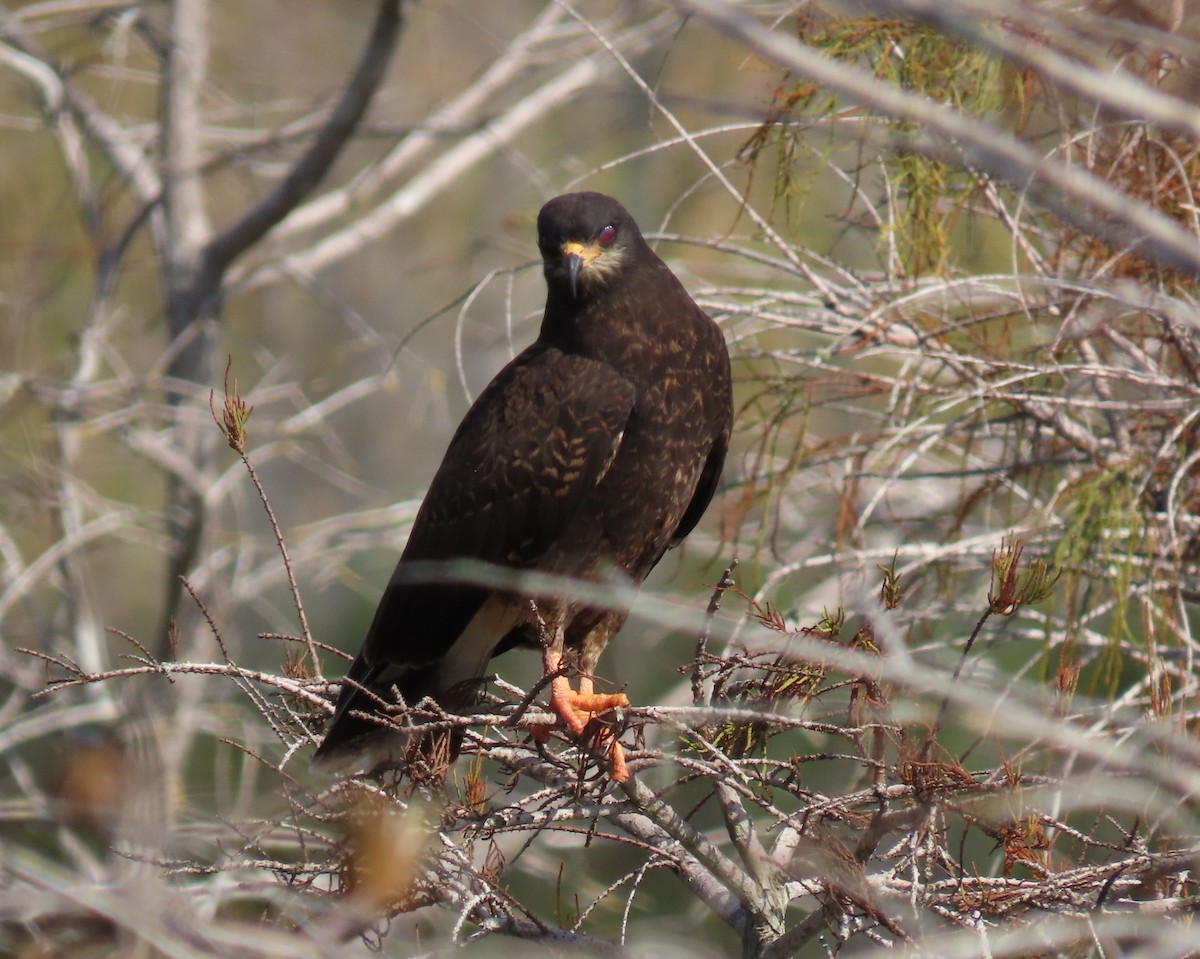Snail Kite - ML646537659