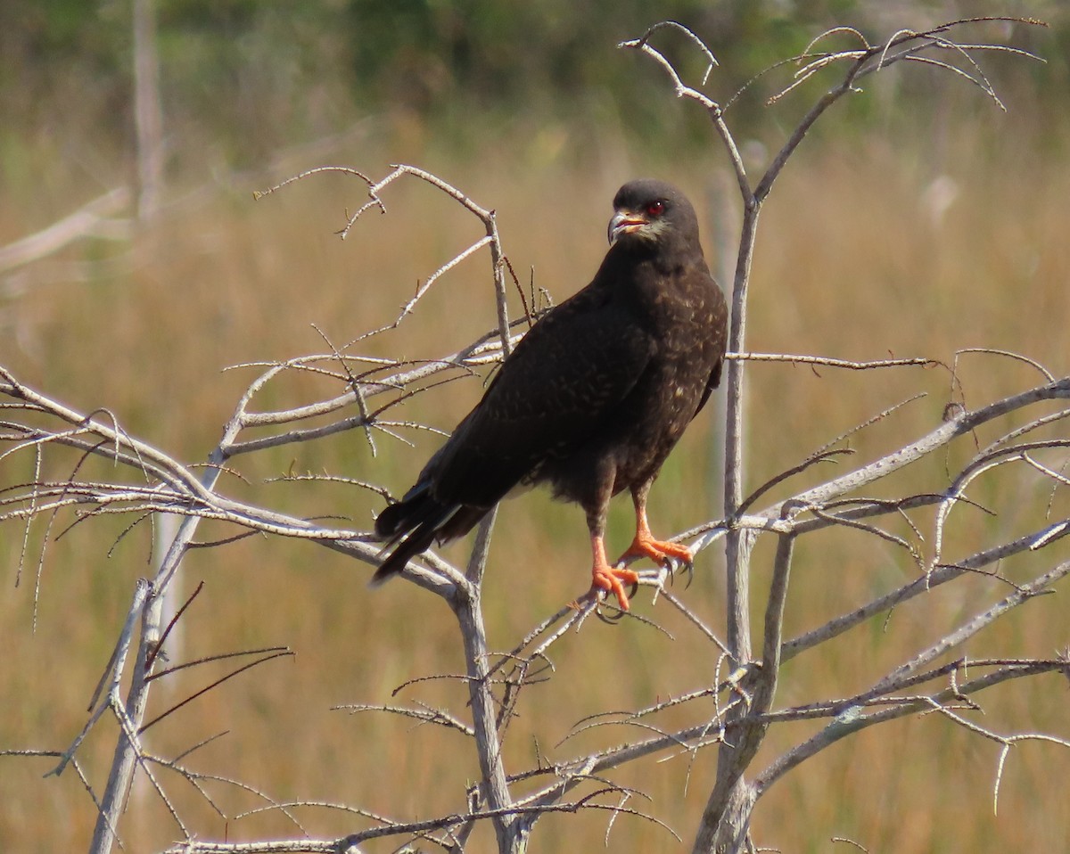 Snail Kite - ML646537660