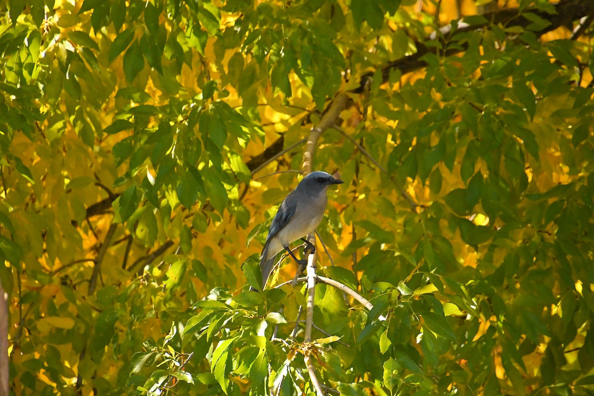 メキシコカケス - ML646537661