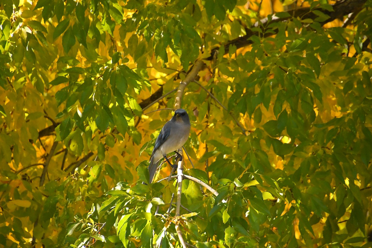 メキシコカケス - ML646537662