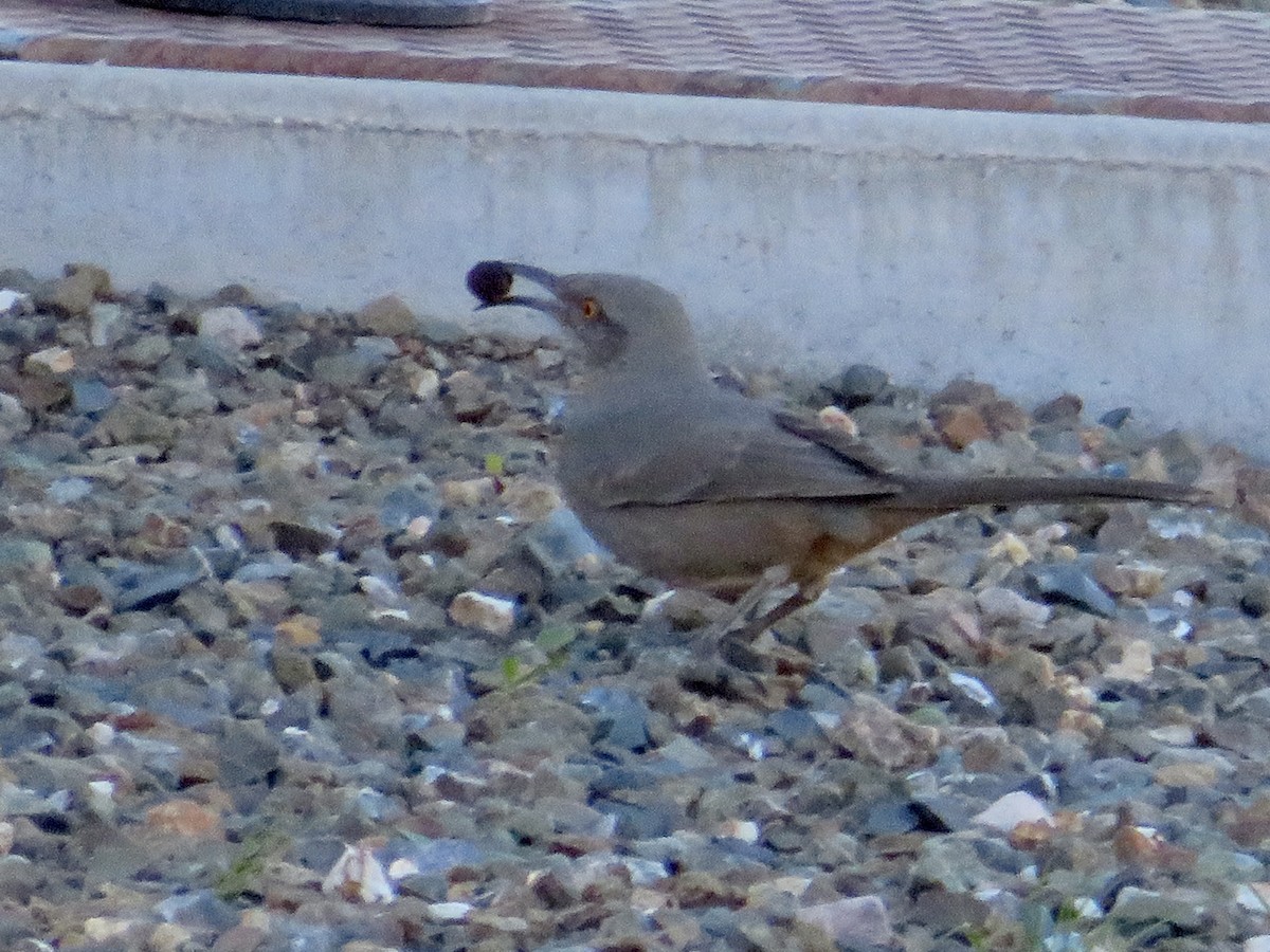 kaktusspottefugl - ML646537664