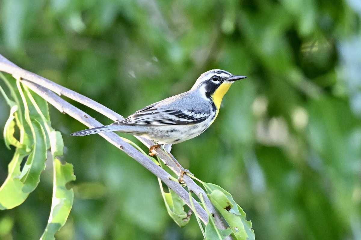 Yellow-throated Warbler - ML646537665