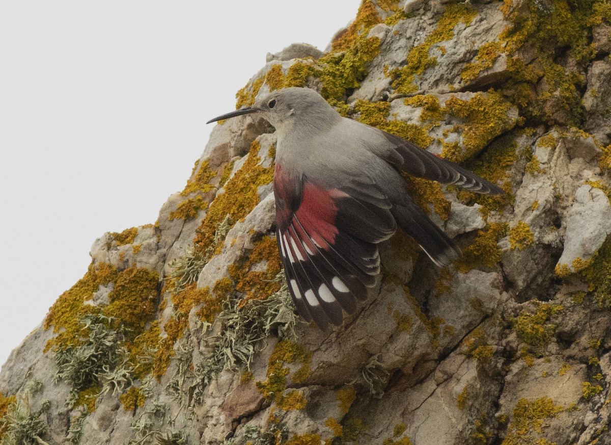 Wallcreeper - ML646537668