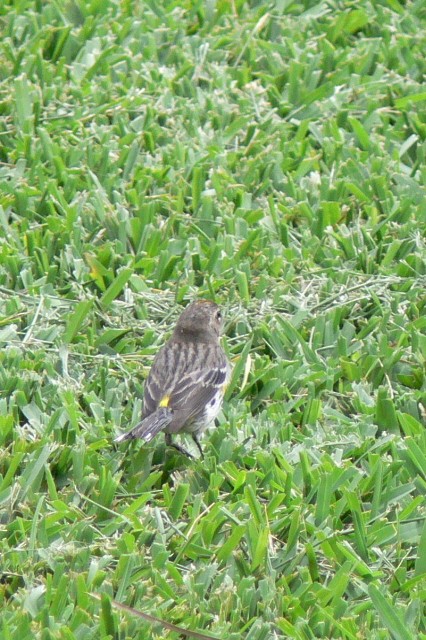 lesňáček žlutoskvrnný - ML646537669