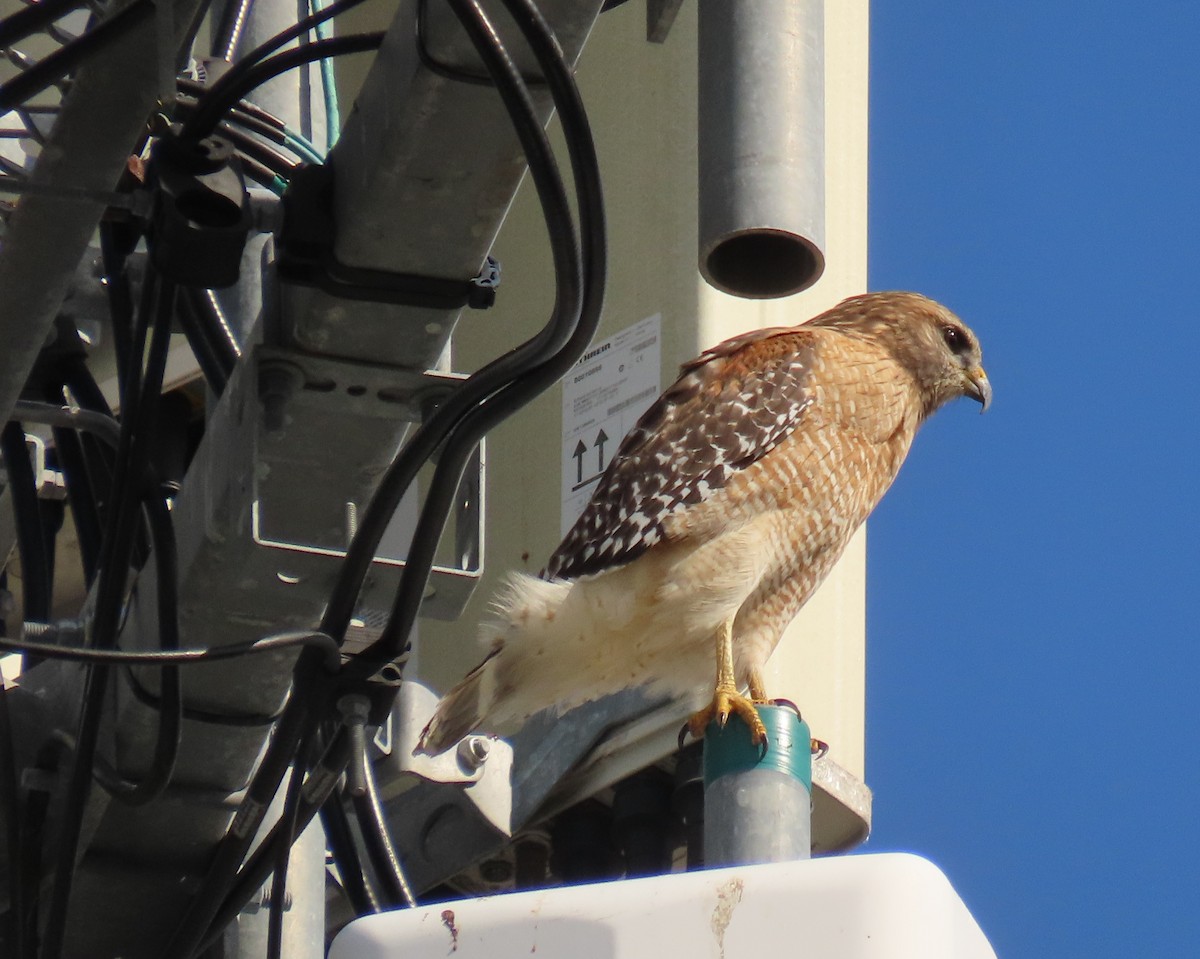Red-shouldered Hawk - ML646537674