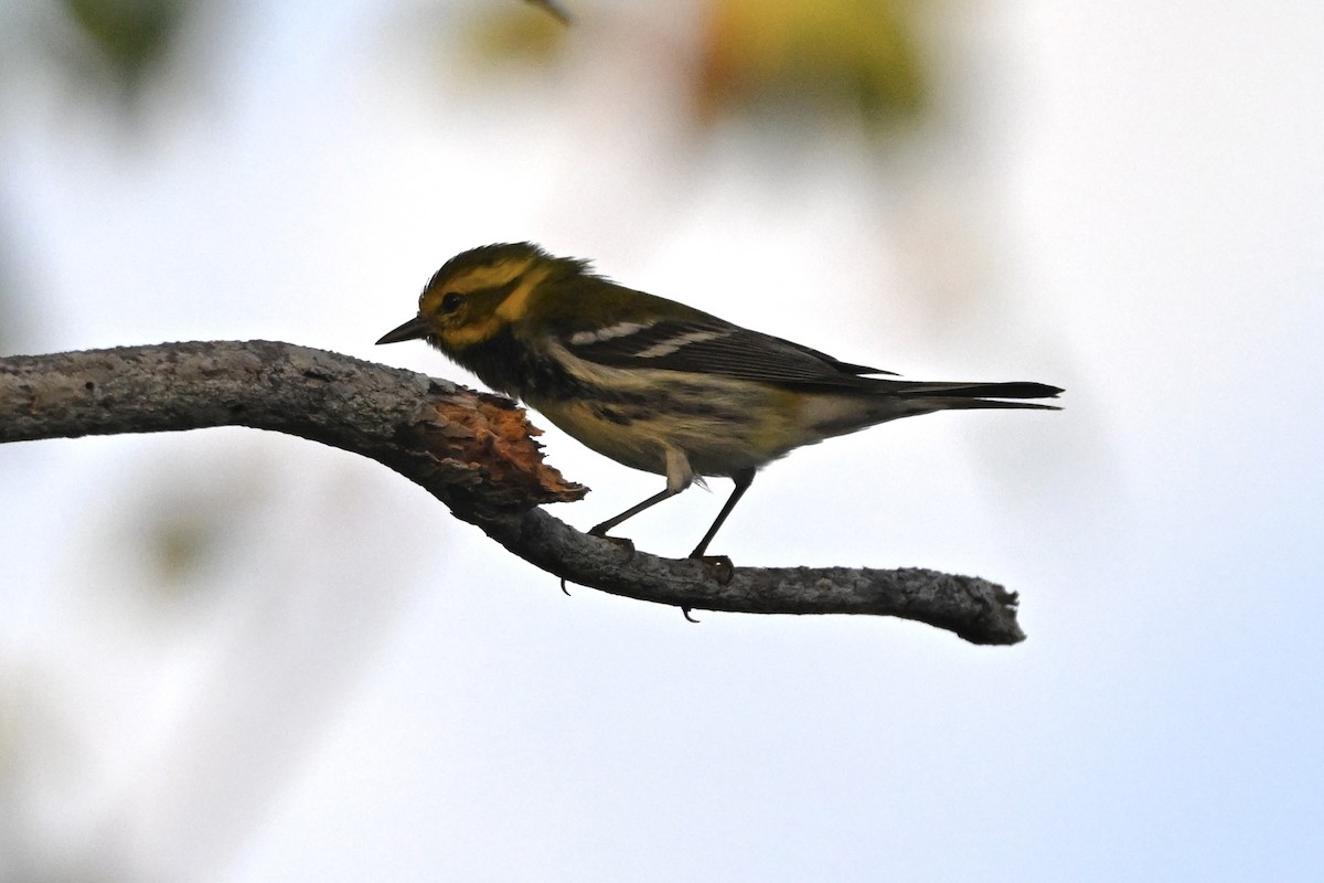 Black-throated Green Warbler - ML646537677