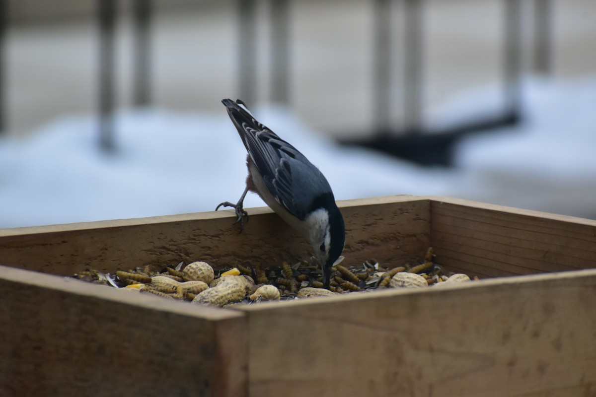 White-breasted Nuthatch - ML646537680
