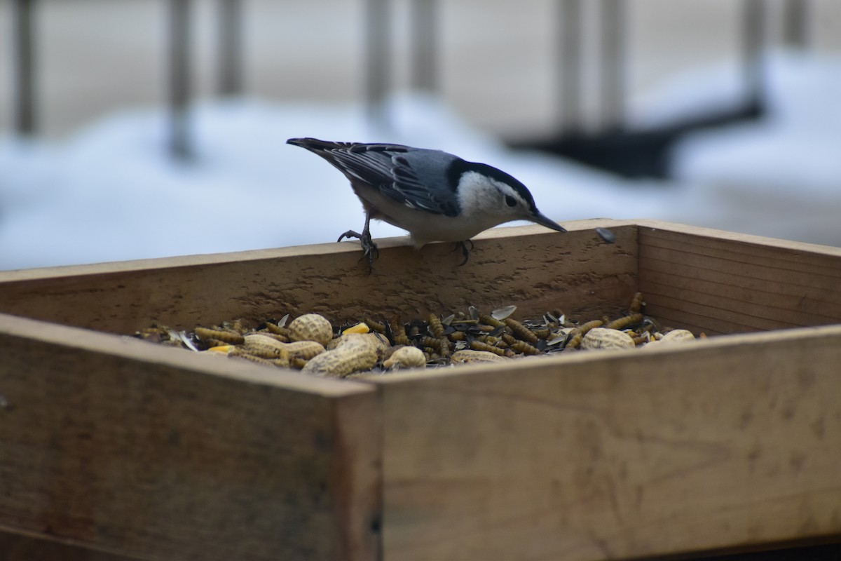 White-breasted Nuthatch - ML646537681