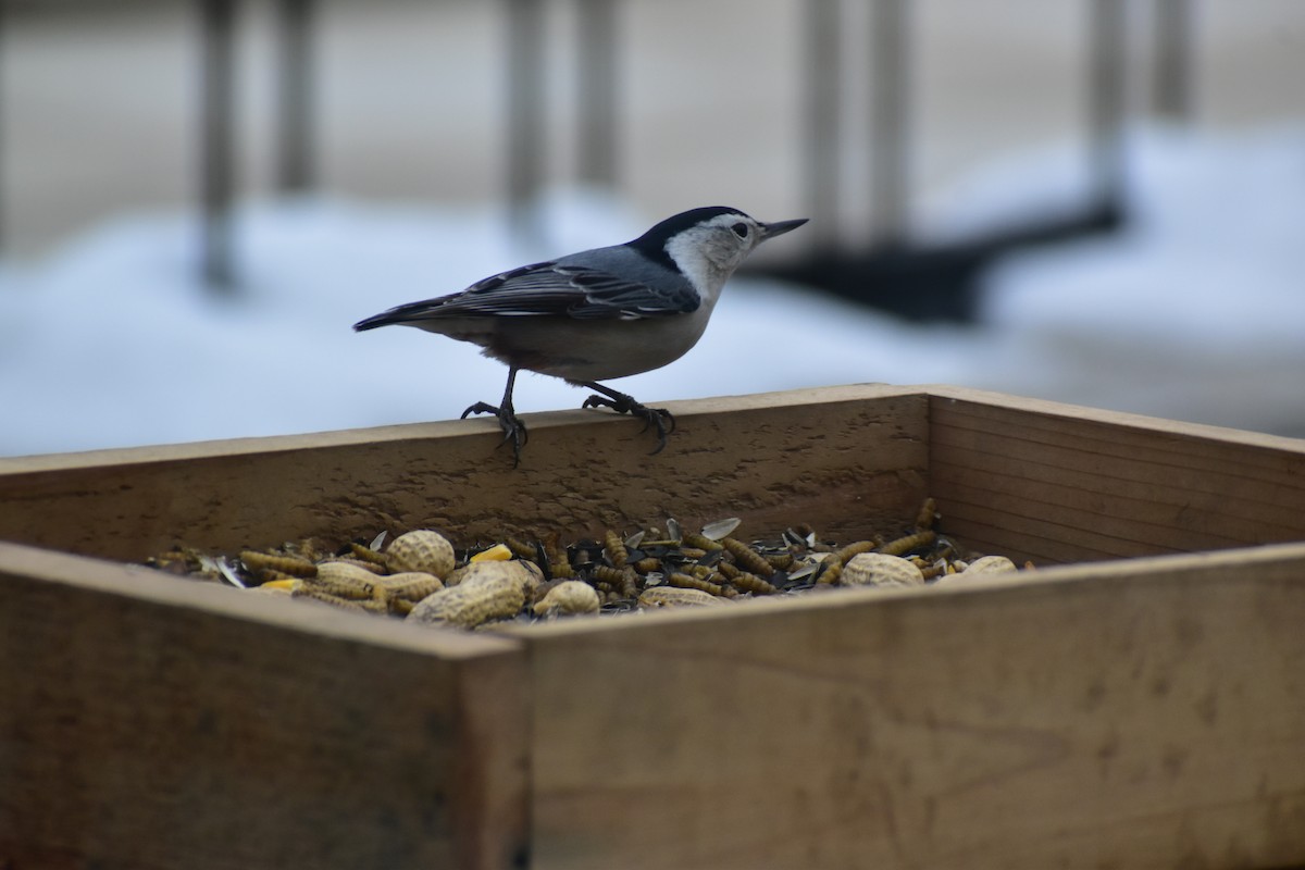 White-breasted Nuthatch - ML646537682