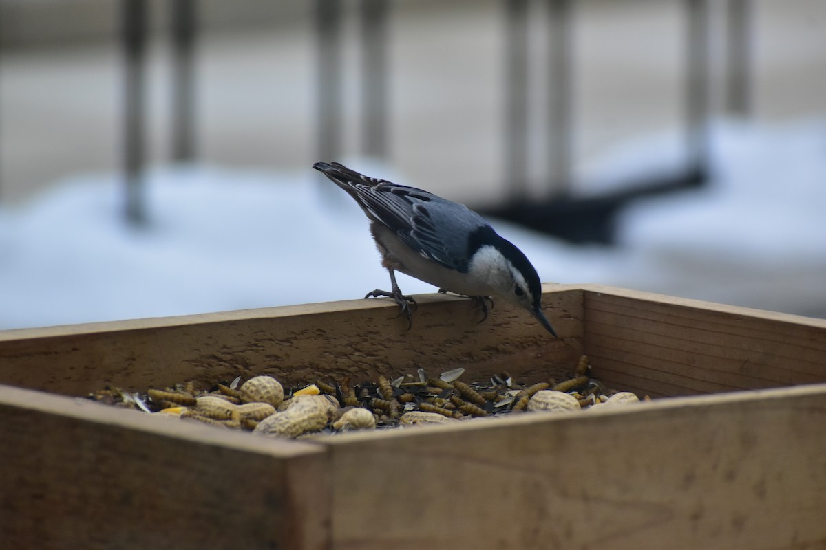 White-breasted Nuthatch - ML646537683