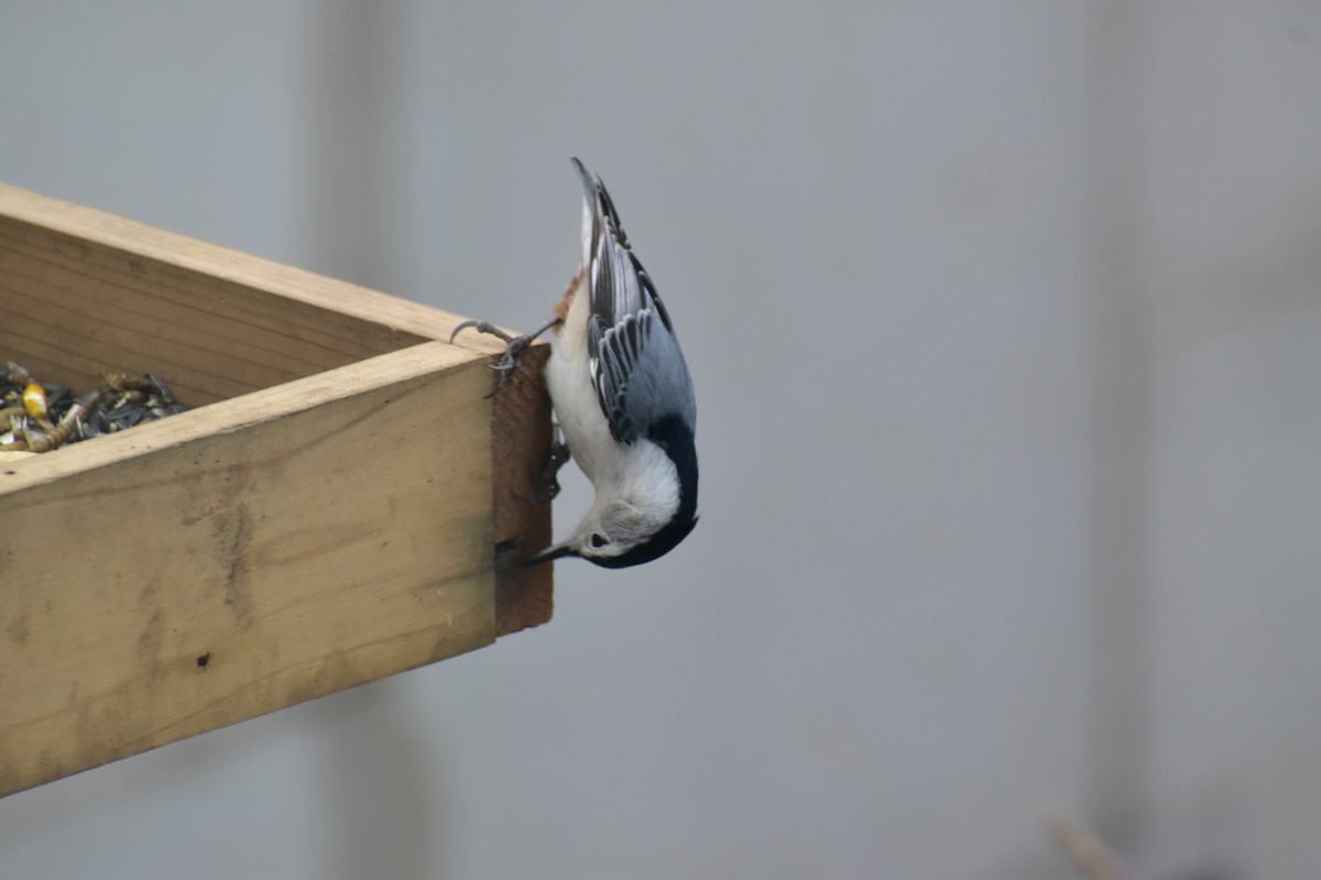 White-breasted Nuthatch - ML646537684
