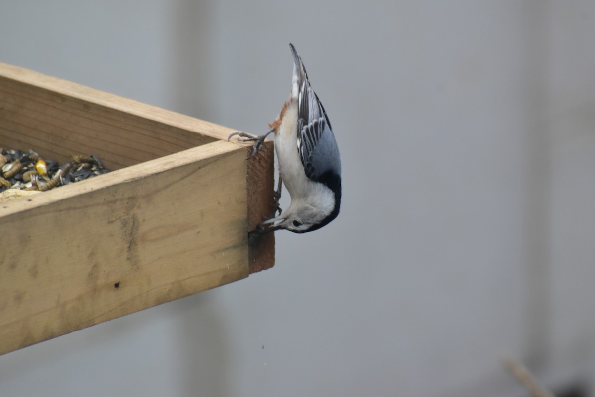 White-breasted Nuthatch - ML646537685