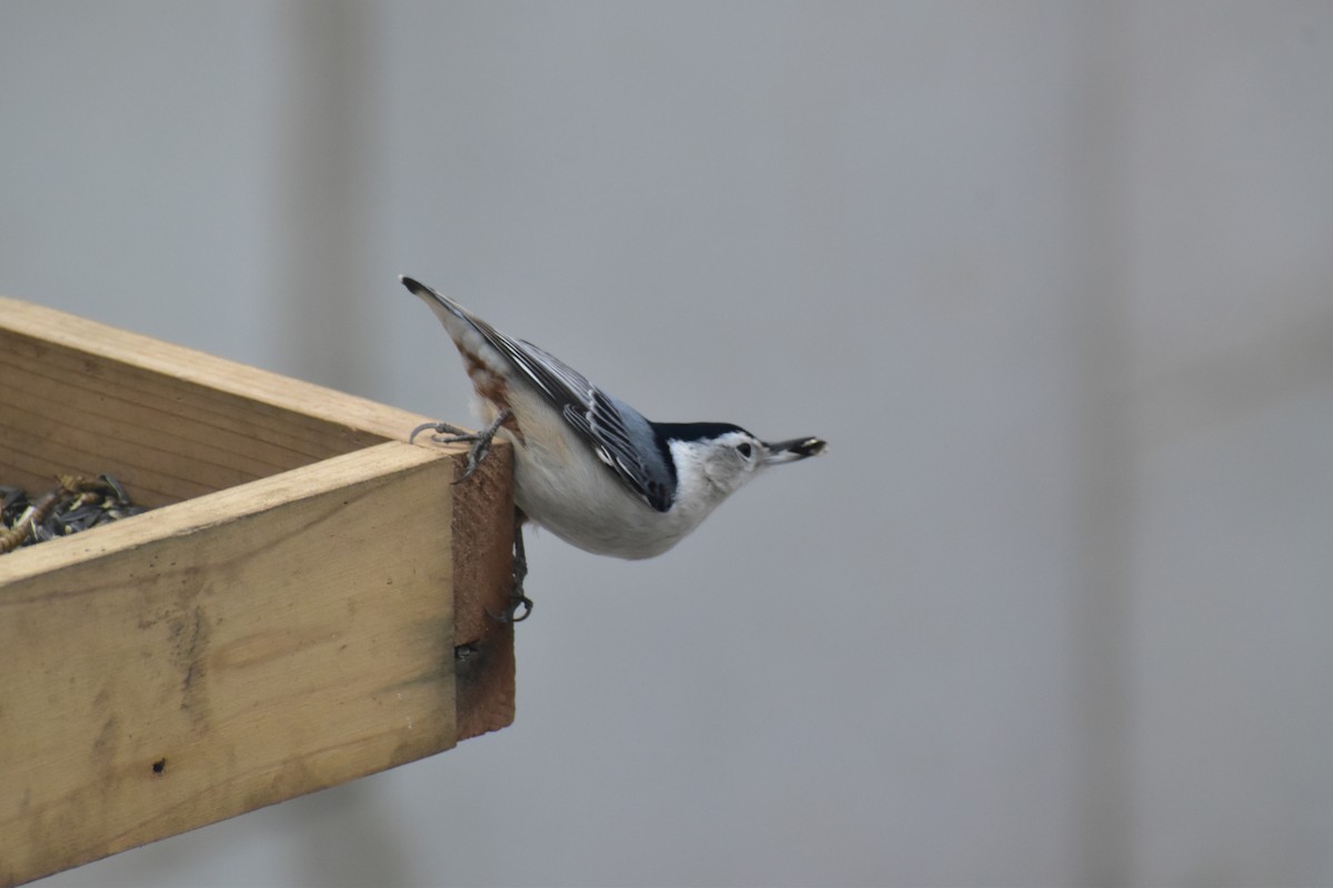 White-breasted Nuthatch - ML646537686