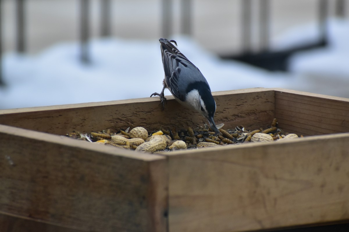 White-breasted Nuthatch - ML646537687