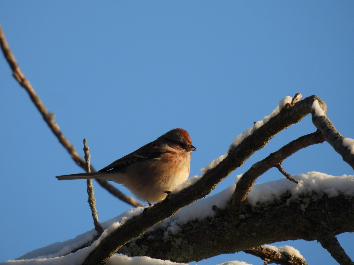 Hudson Körfezi Serçesi - ML646537688