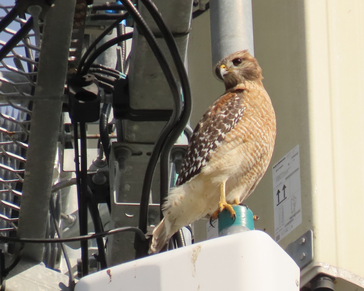 Red-shouldered Hawk - ML646537691