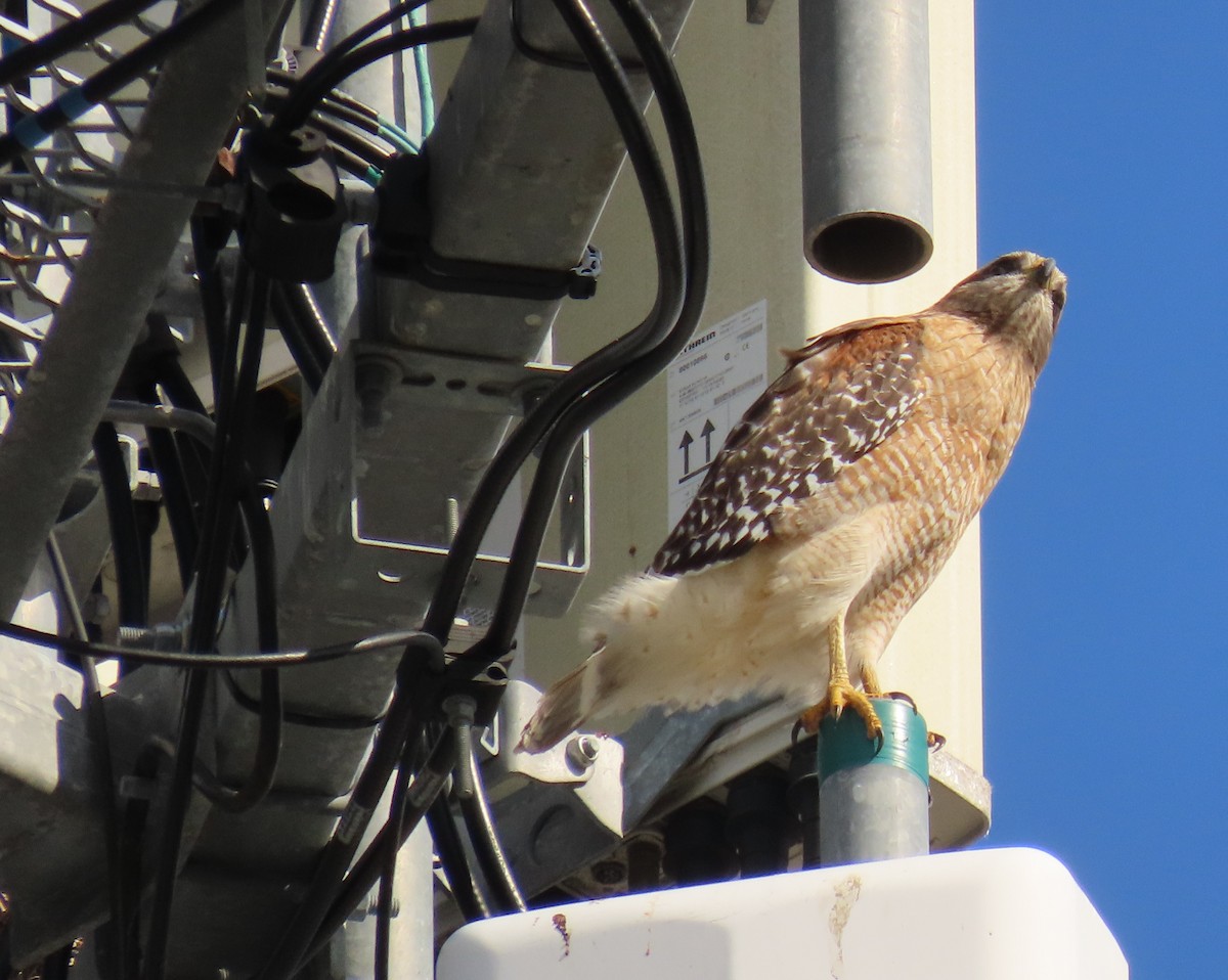 Red-shouldered Hawk - ML646537692