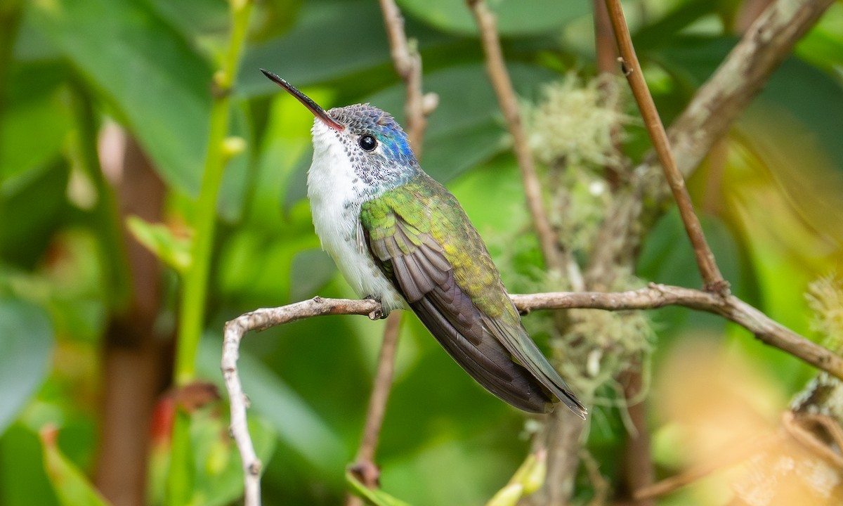 Andean Emerald - ML646537693