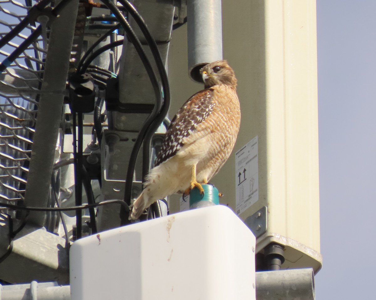 Red-shouldered Hawk - ML646537694
