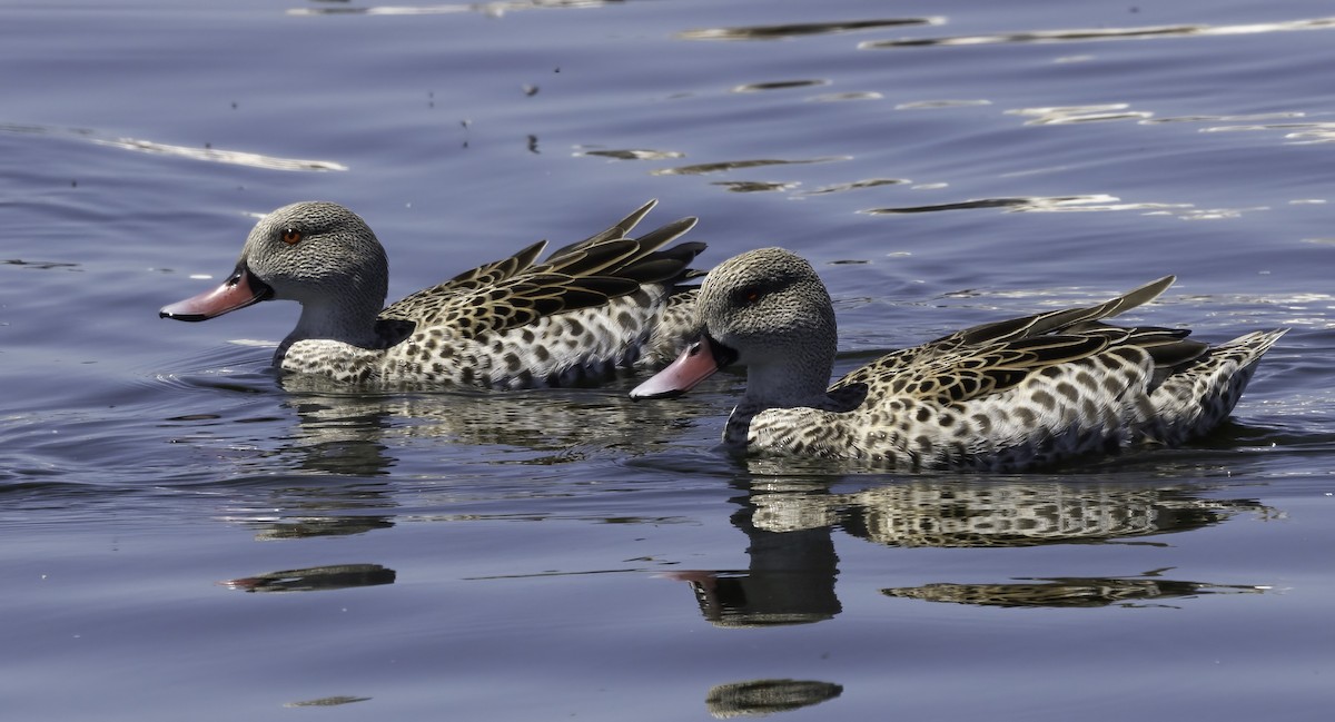 Капский чирок - ML646537695