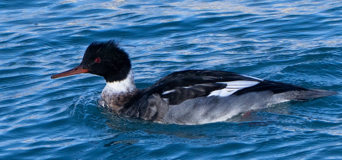 Red-breasted Merganser - ML646537699