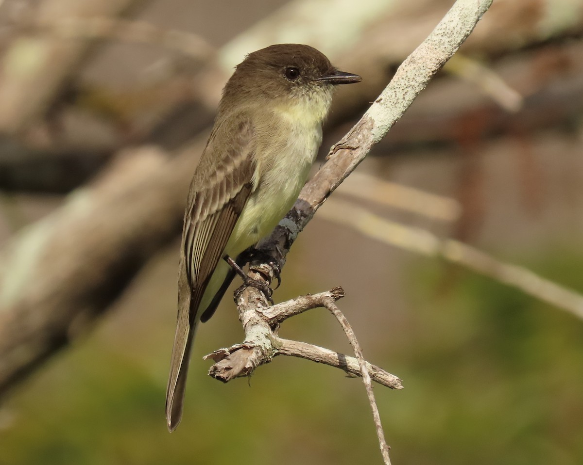 פיבי מזרחית - ML646537703