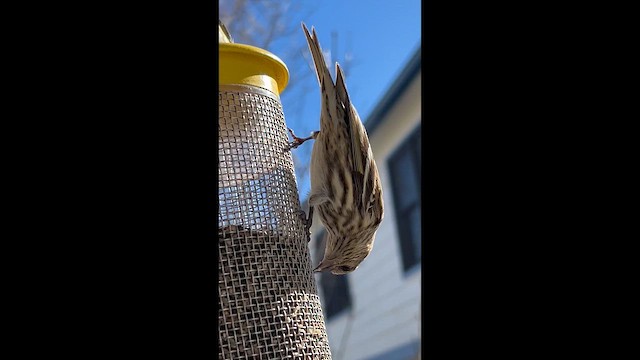 Çam İsketesi - ML646537704