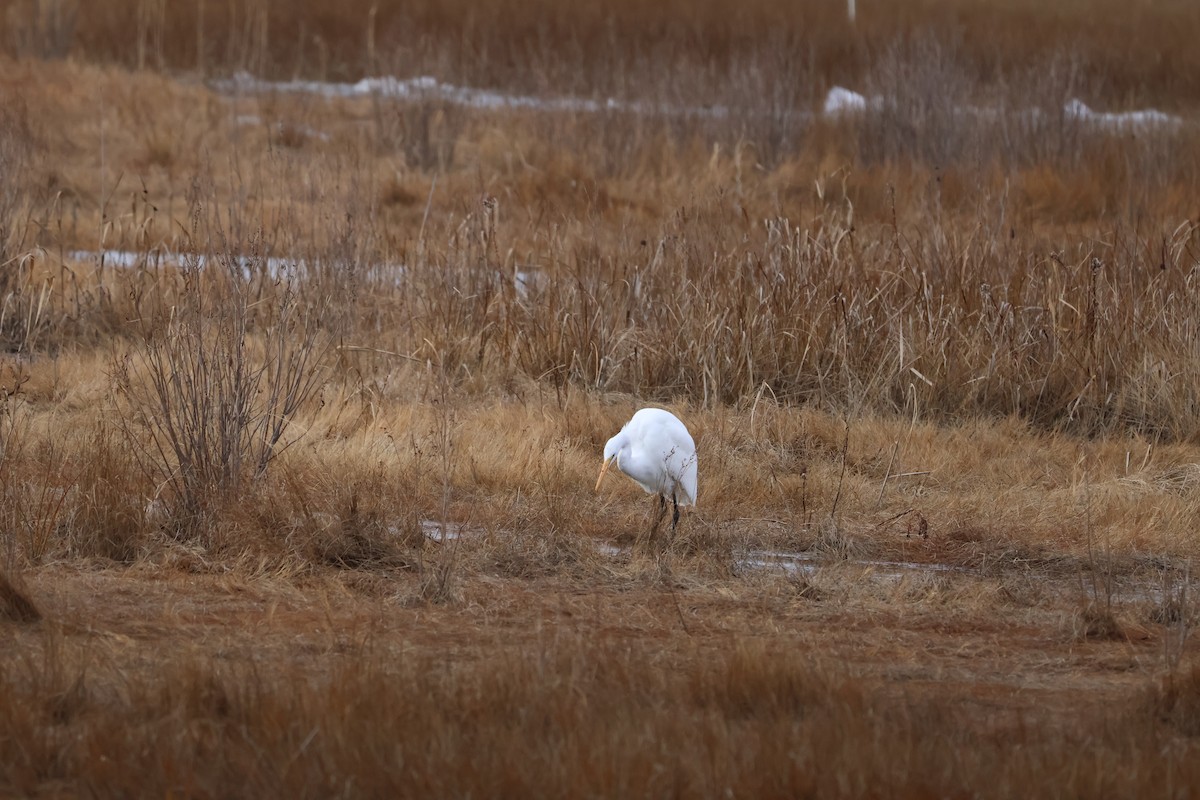 大白鷺 - ML646537705