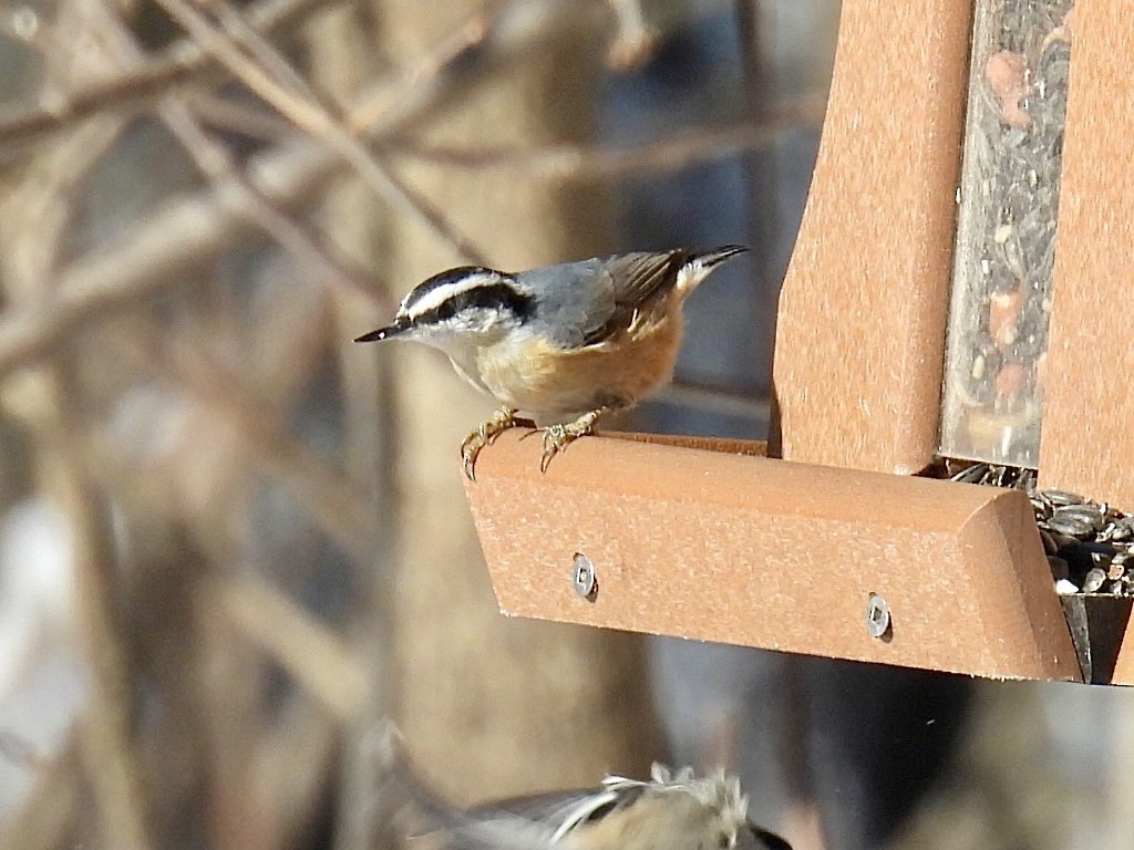 Повзик канадський - ML646537706